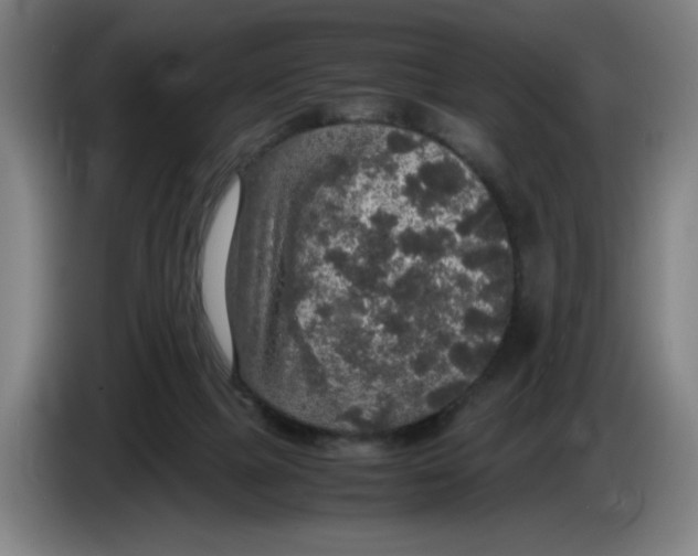 X0000085270073200703301903