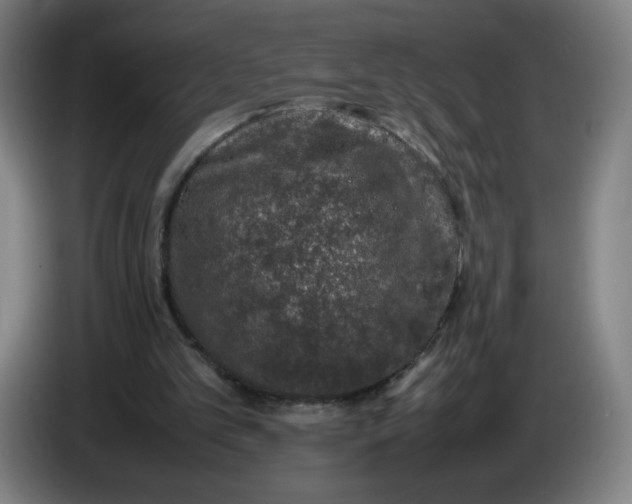 X0000085270101200703301903