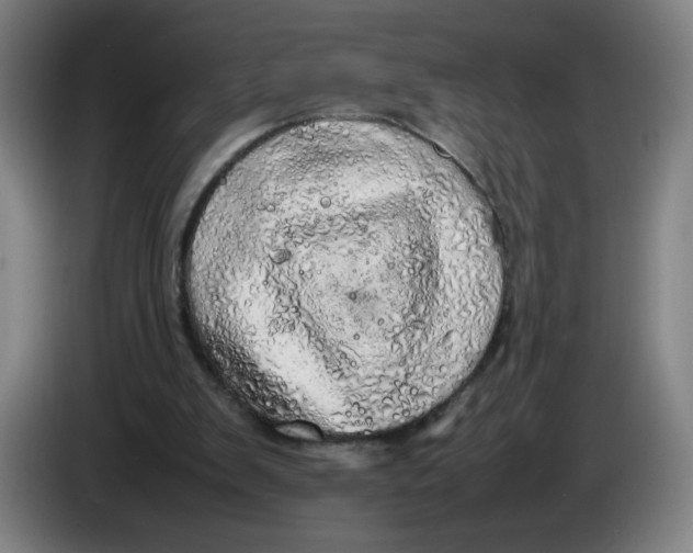 X0000085270103200703301903