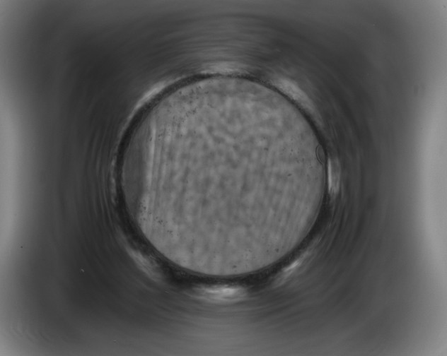 X0000085270204200703301901