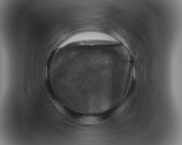 X0000085270205200703301901