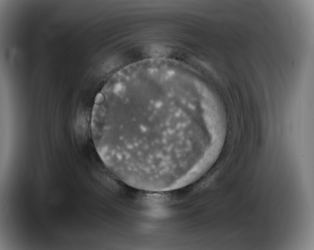 X0000085270240200703301901