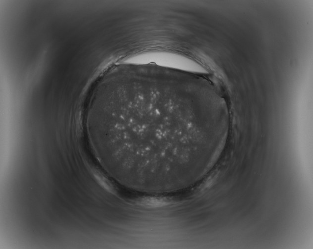 X0000085270250200703301900