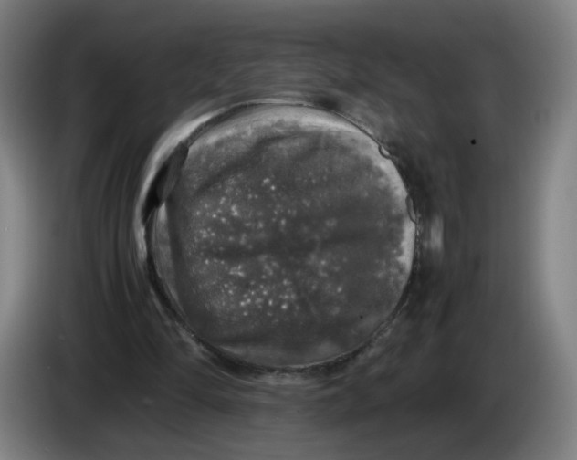 X0000085270294200703301900