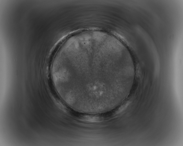 X0000085270351200703301859