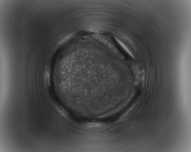 X0000085270404200703301858