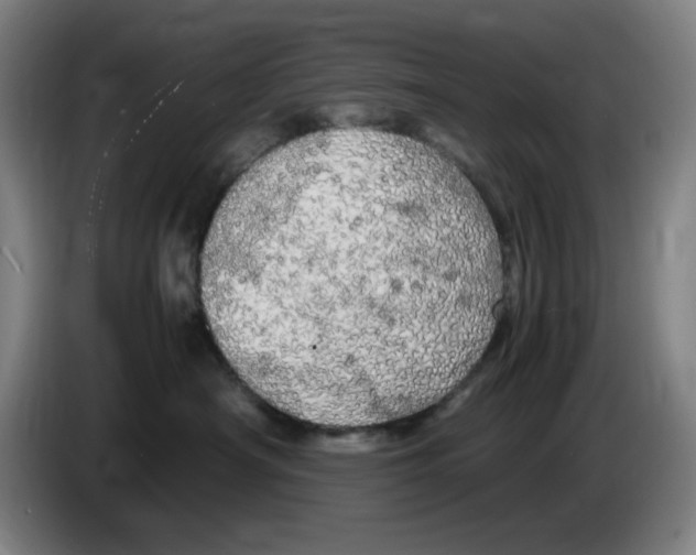 X0000085270430200703301858