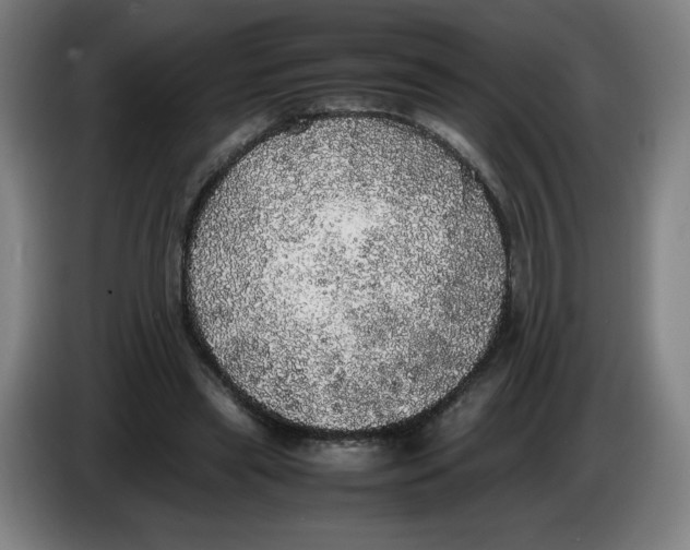 X0000085270445200703301858