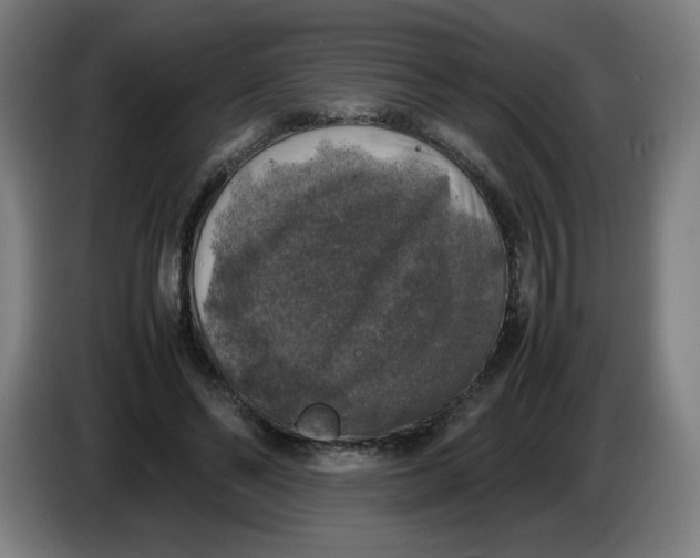 X0000085270494200703301857