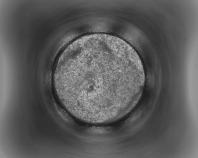 X0000085270534200703301856