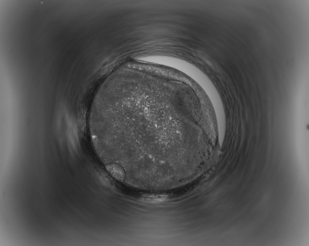 X0000085270554200703301856