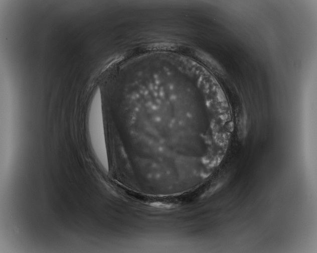 X0000085270729200703301853