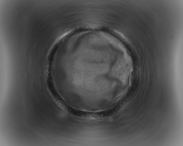 X0000085270736200703301854