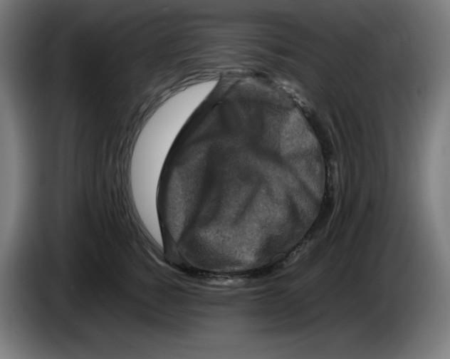 X0000085270760200703301854