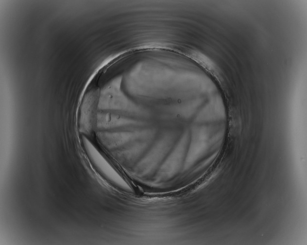 X0000085270892200703301852