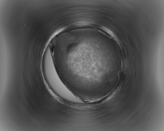 X0000085271042200703301850