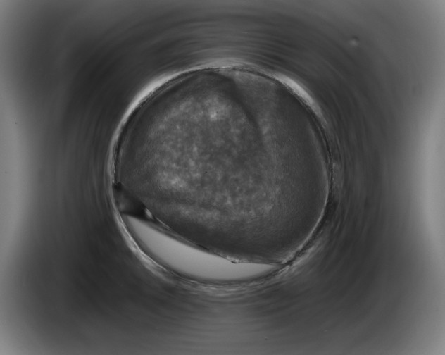 X0000085271046200703301850