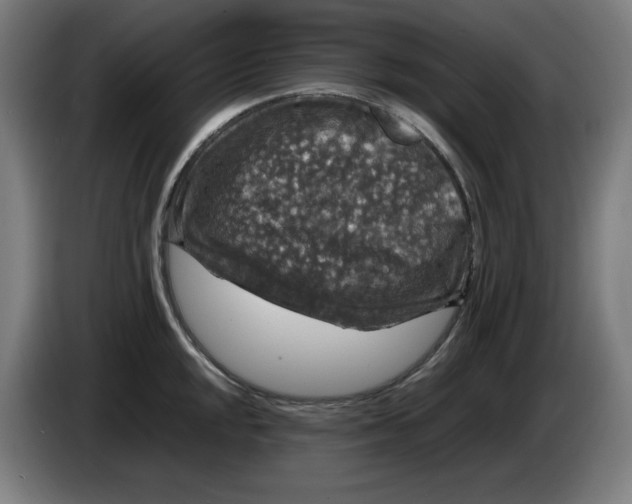 X0000085271048200703301850