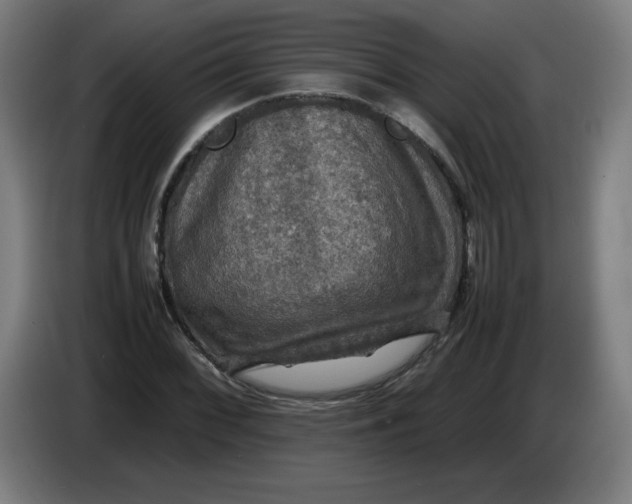 X0000085271068200703301849