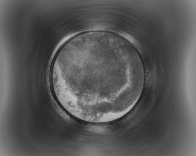 X0000085271086200703301849