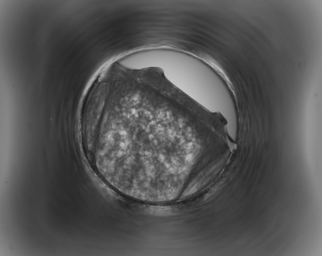 X0000085271088200703301849