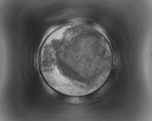 X0000085271098200703301849