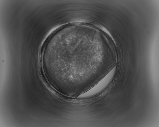 X0000085271124200703301848