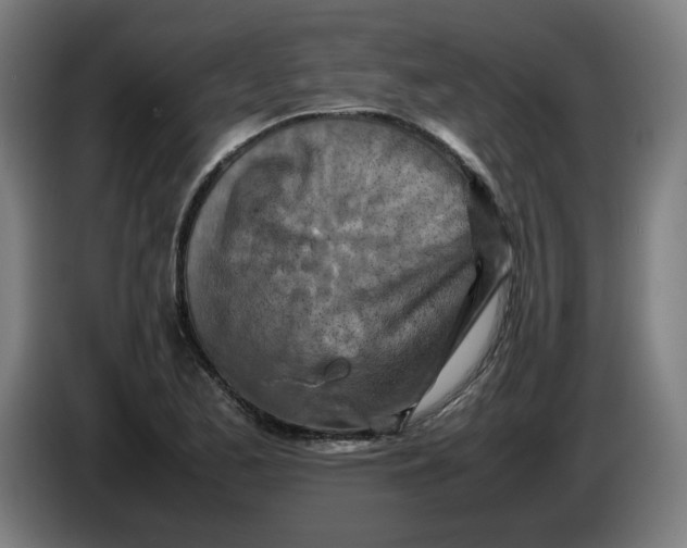 X0000085271173200703301848