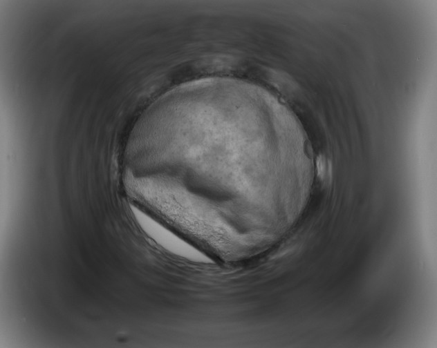 X0000085271203200703301847