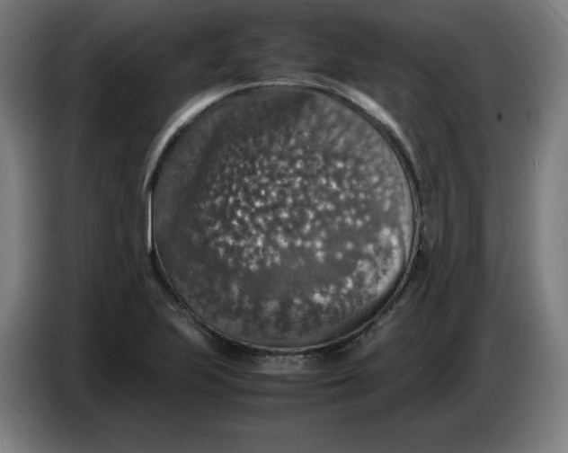 X0000085271223200703301847