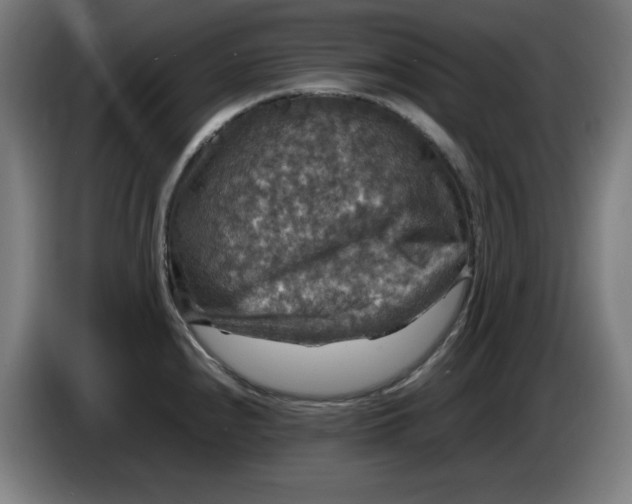 X0000085271240200703301847