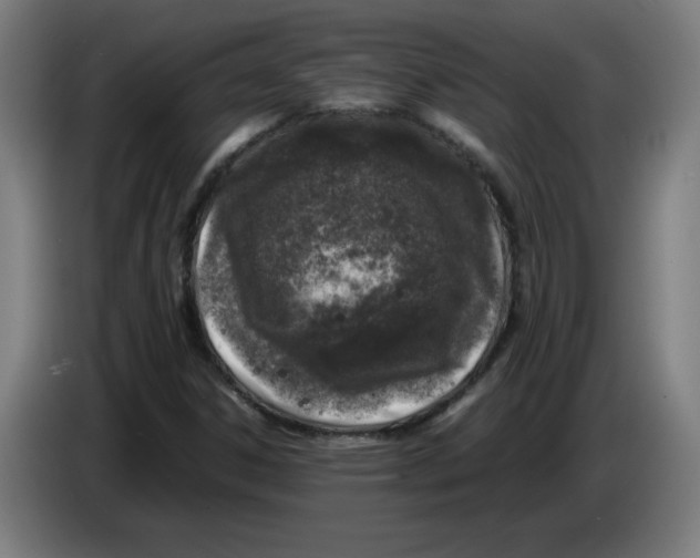 X0000085271306200703301845