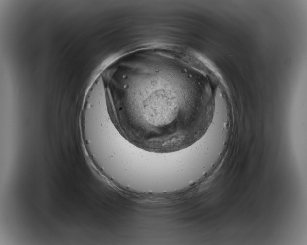 X0000085271338200703301846