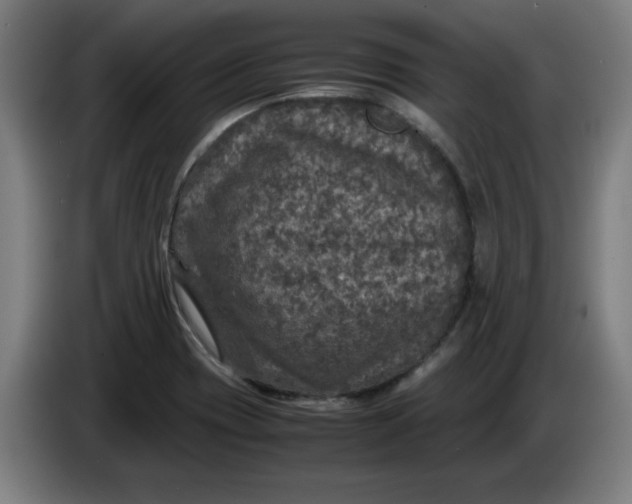 X0000085271417200703301844