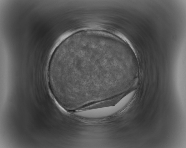 X0000085271485200703301843