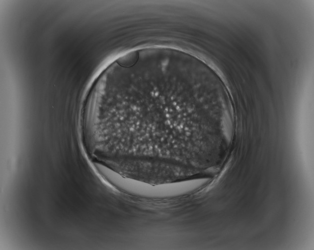 X0000085271533200703301843