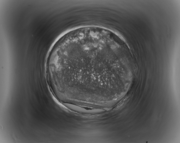 X0000085271535200703301843