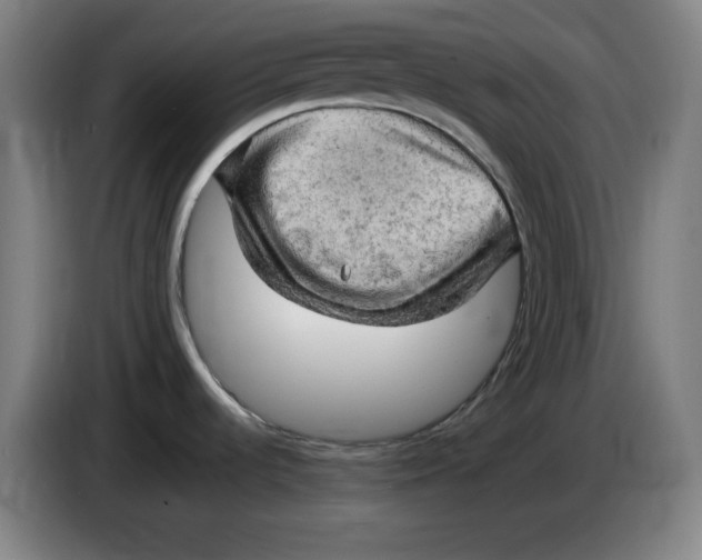 X0000085271536200703301843