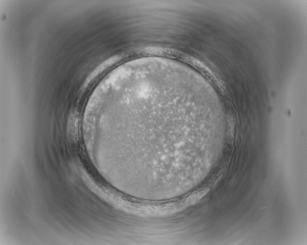 X0000085270016200704092151