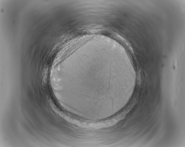 X0000085270018200704092151