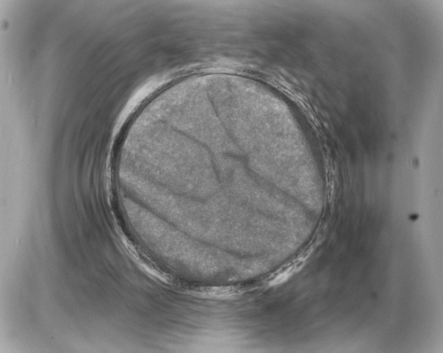 X0000085270102200704092150