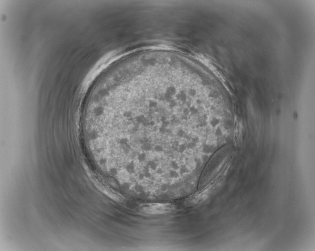 X0000085270151200704092149