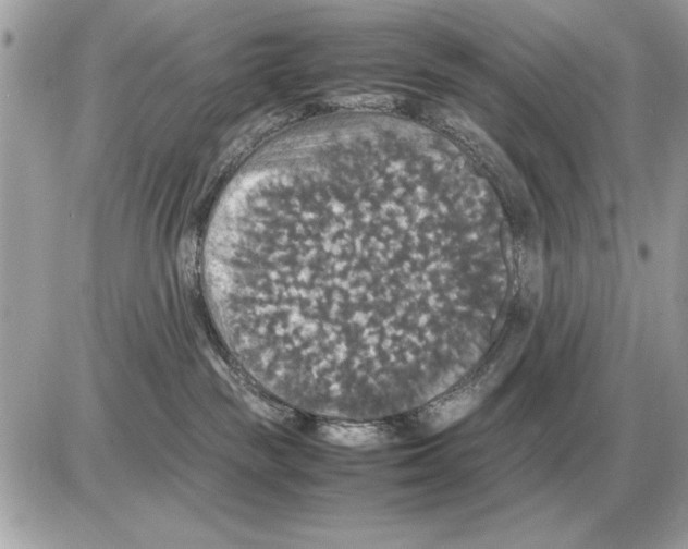 X0000085270189200704092149