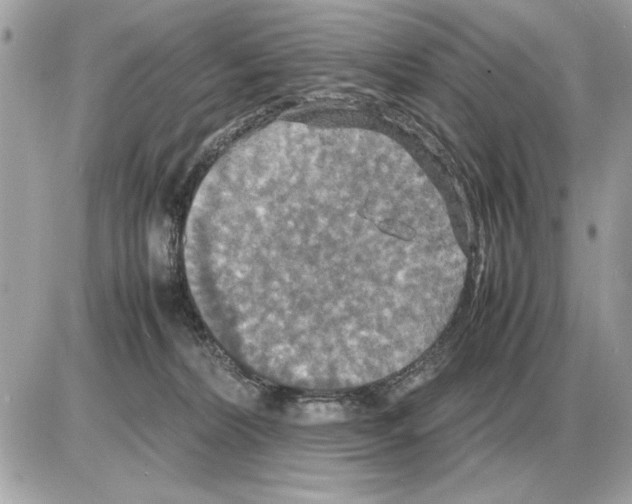 X0000085270228200704092148