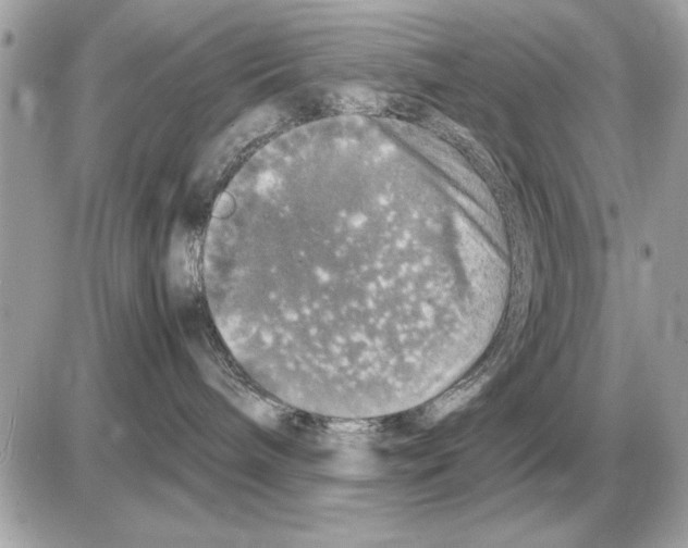 X0000085270240200704092148