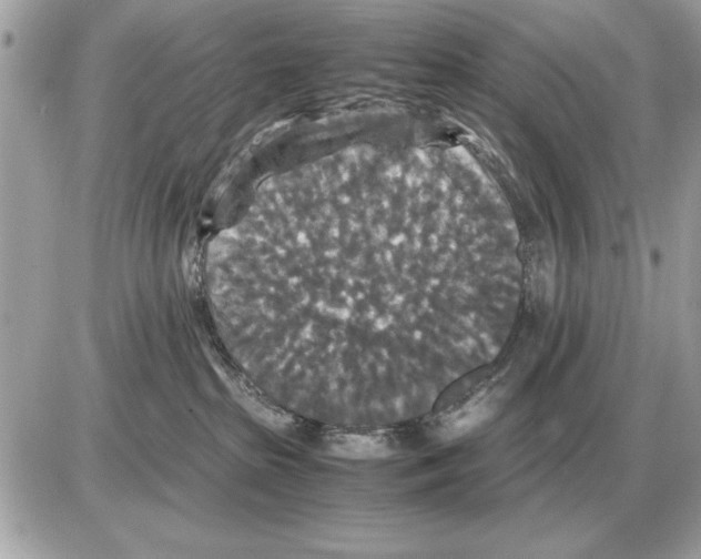 X0000085270285200704092148