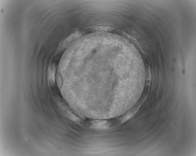 X0000085270334200704092146