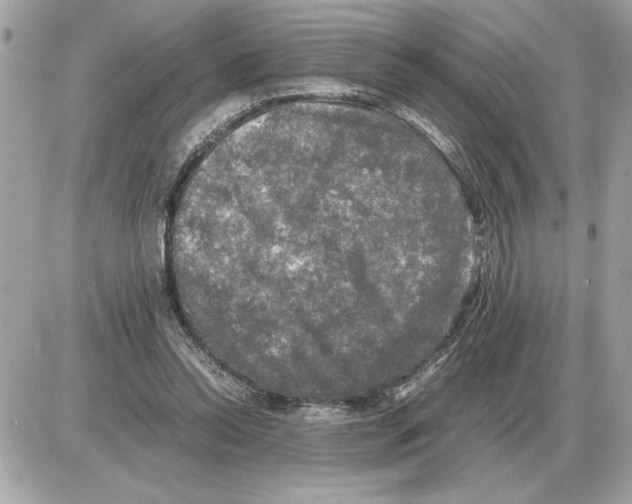 X0000085270350200704092146