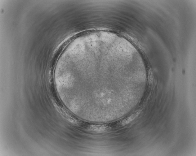 X0000085270351200704092146