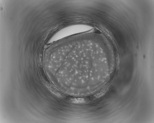 X0000085270361200704092146